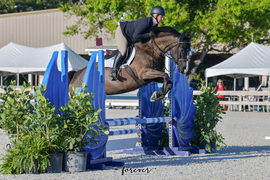 Rylen show jumping over a blue and white striped fence